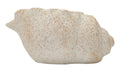 Vaso A Forma Di Conchiglia Sabbia Irregolare E Materico Per Interni Ed Esterni, Misure 35x23x18 Cm, Apertura 17 Cm
