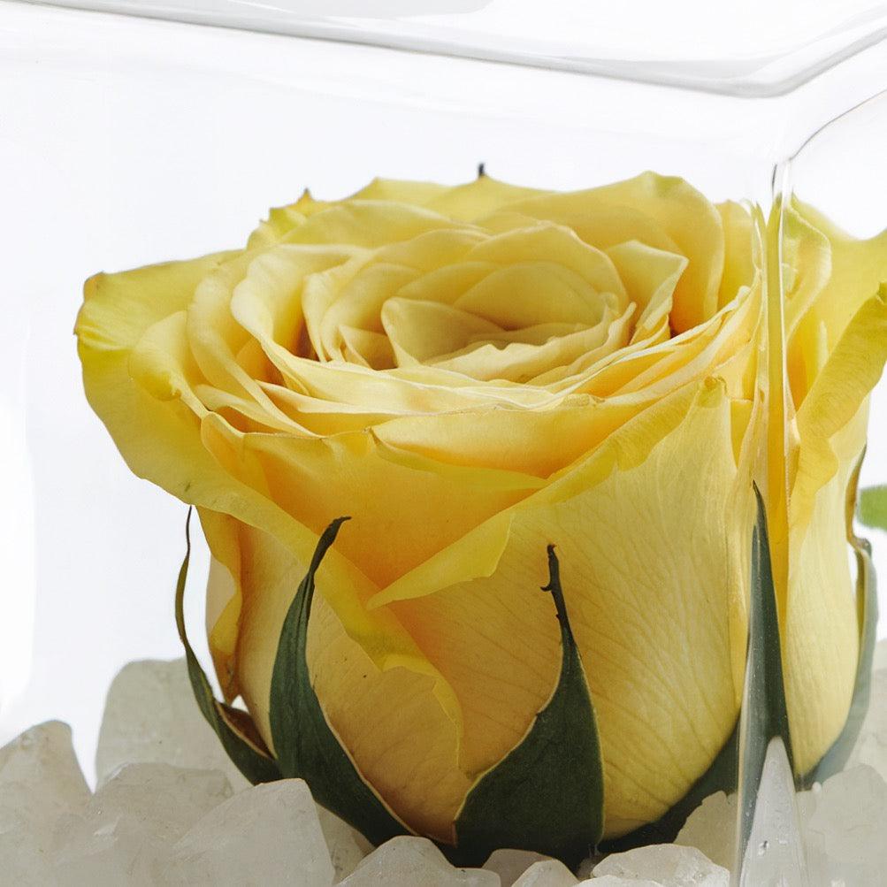 La Rosa Gialla Stabilizzata: uno scrigno eterno di emozione