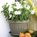 Vaso terra cappuccino diverse misure
