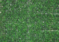 Siepe Sempreverde Buxus 100x100 cm – Realistica, resistente e decorativa